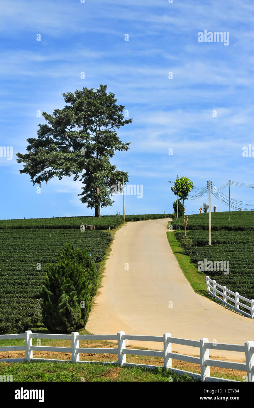 Road on hill in the tea plantation blue sky background Stock Photo