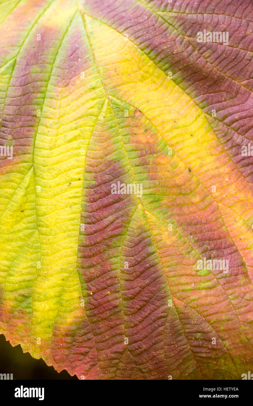 Hobblebush leaf, Green Mountain National Forest, Vermont. Stock Photo