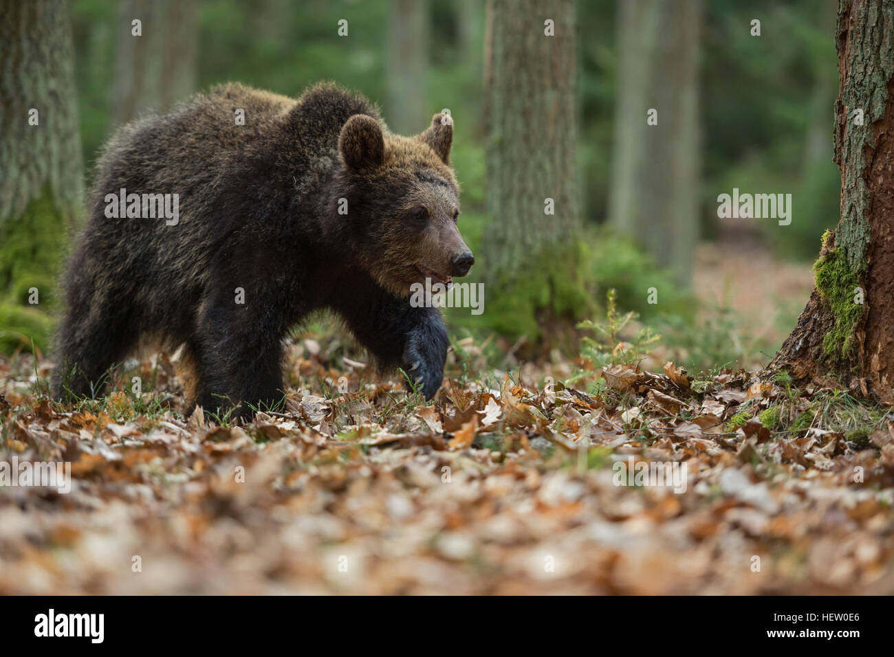 European Brown Bear / Braunbaer ( Ursus arctos ), young, walking / strolling through a forest, exploring its surrounding. Stock Photo