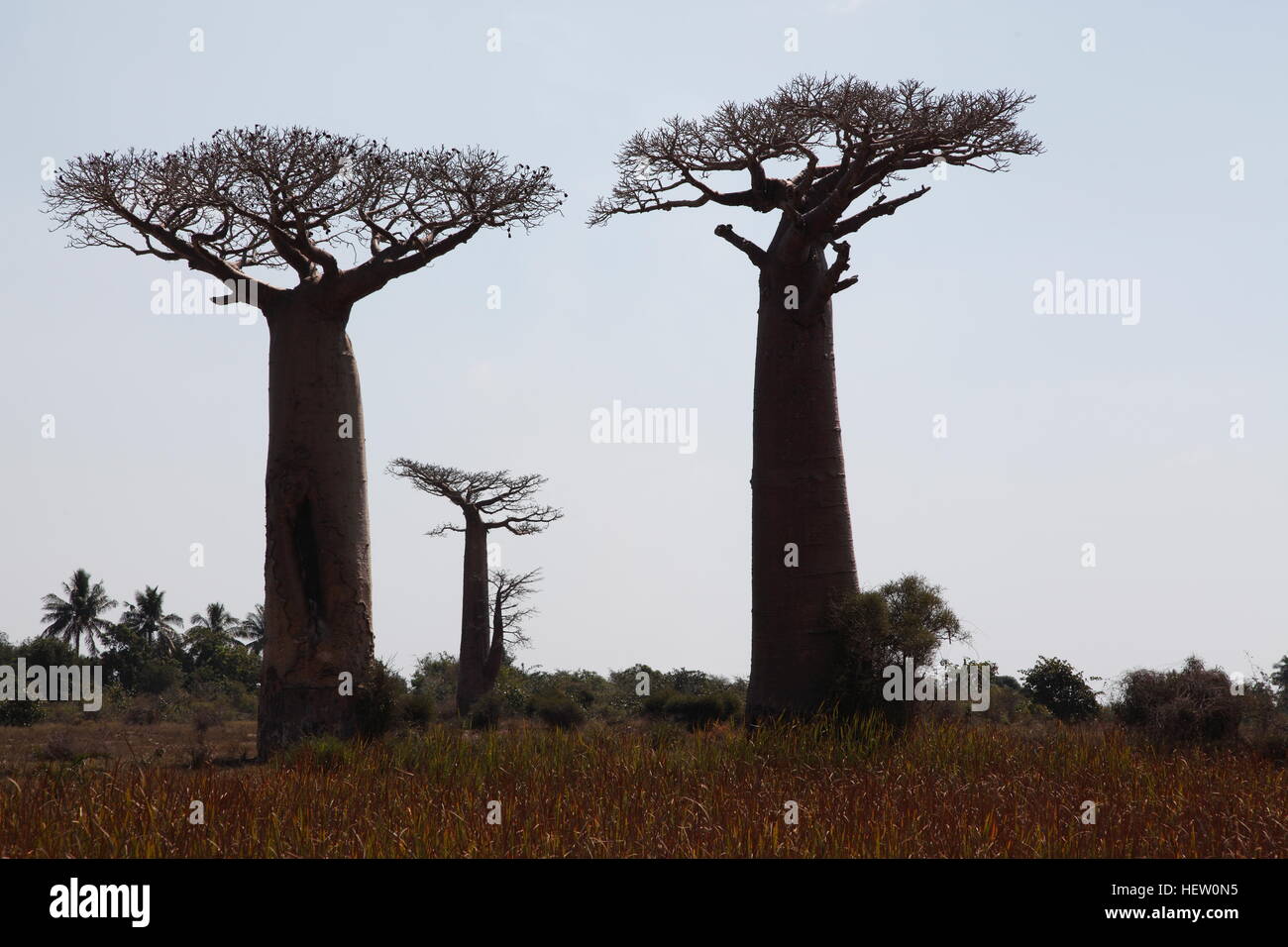 Towering Grandidier Baobab trees at the Avenue of Baobabs near Morondava Stock Photo