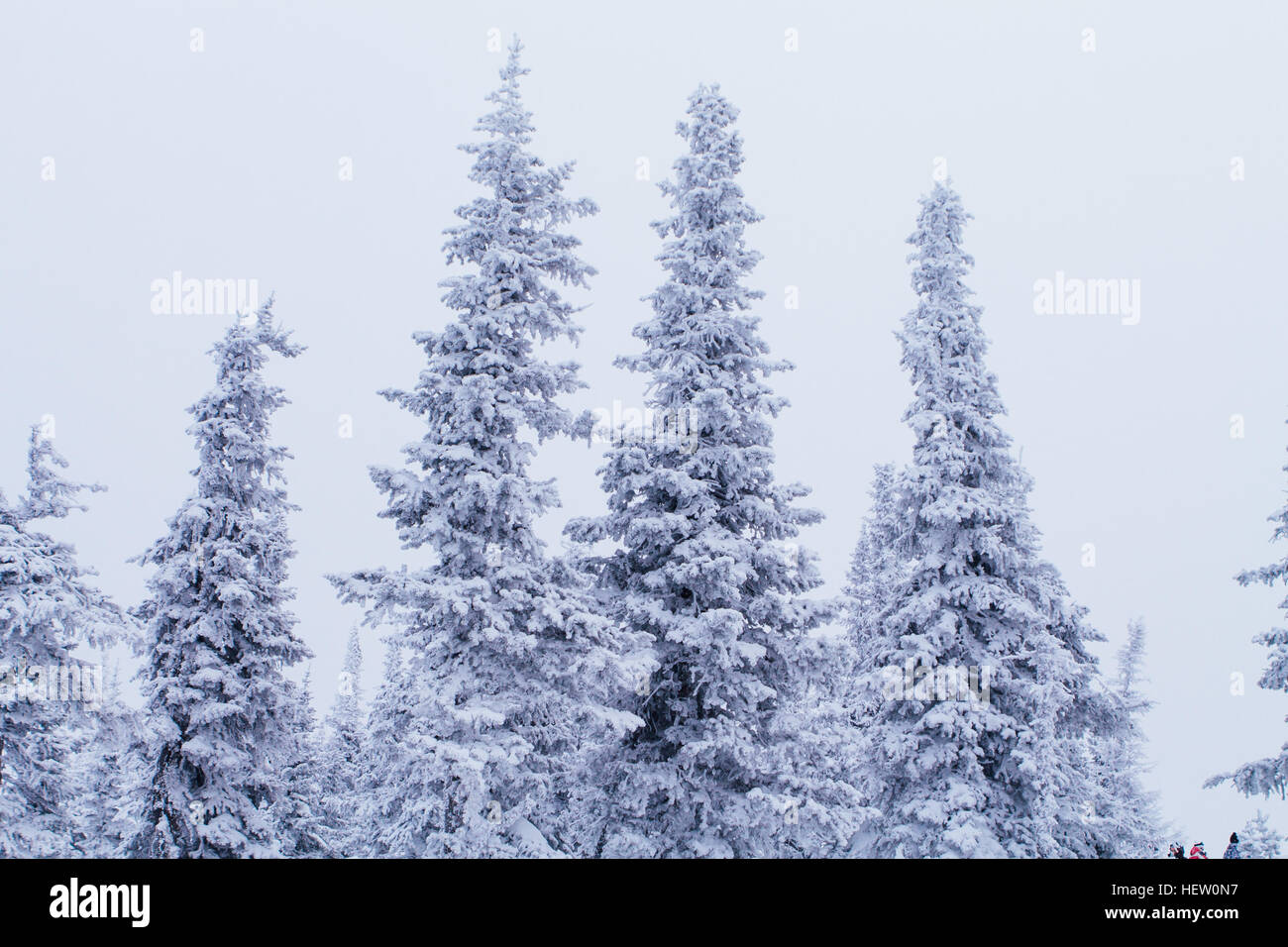 Cold and snowy winter forest in mountains Stock Photo - Alamy