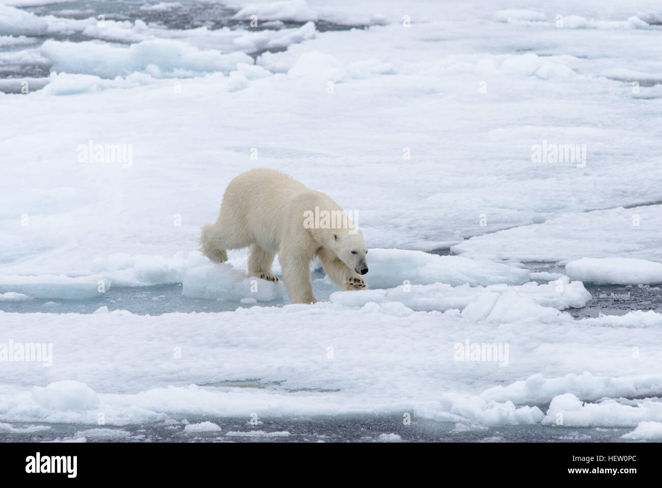 North pole polar bears hi-res stock photography and images - Alamy
