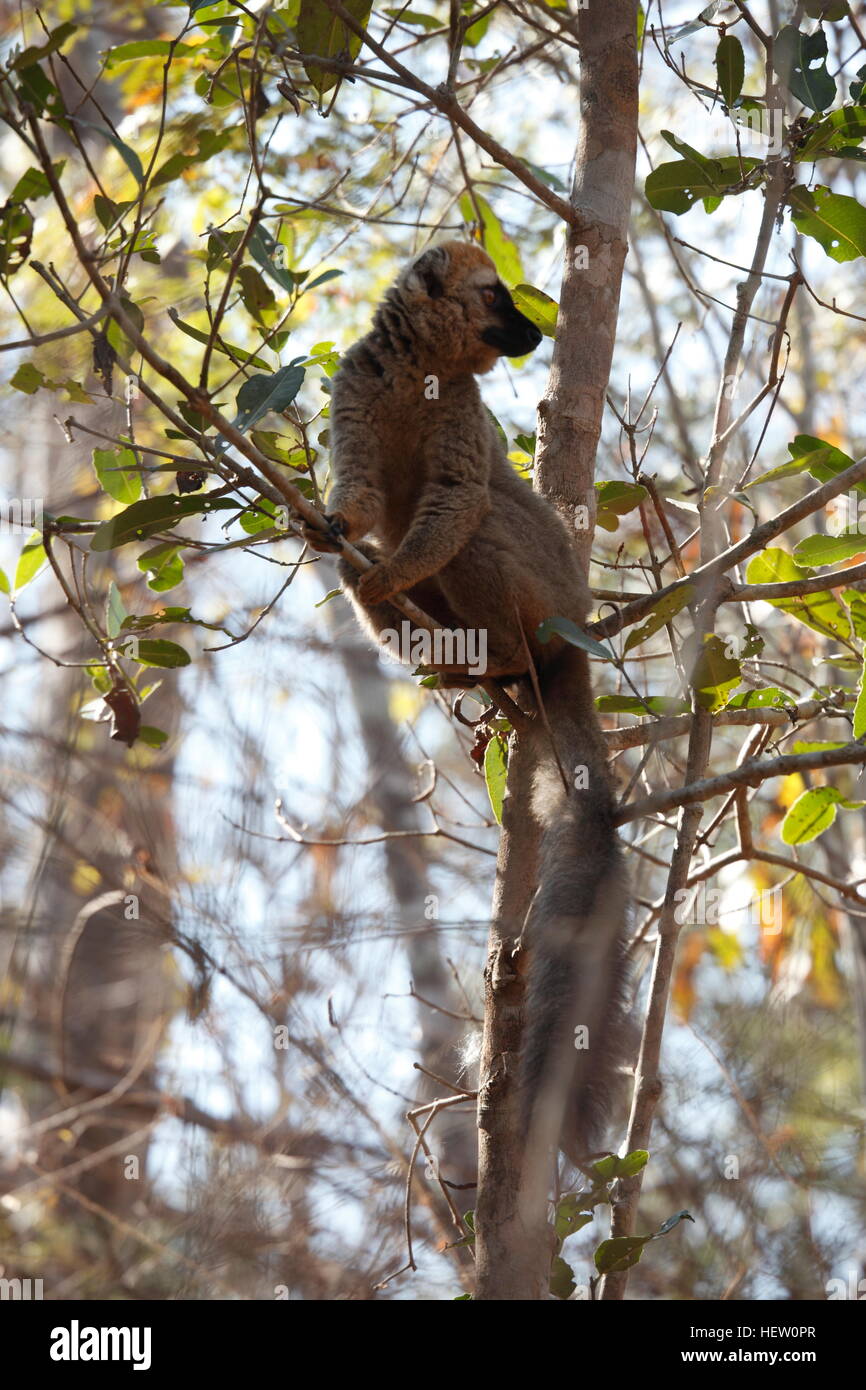 Red-throated Brown Lemur in a tree in Kirindy Reserve to the north of Morondava Stock Photo