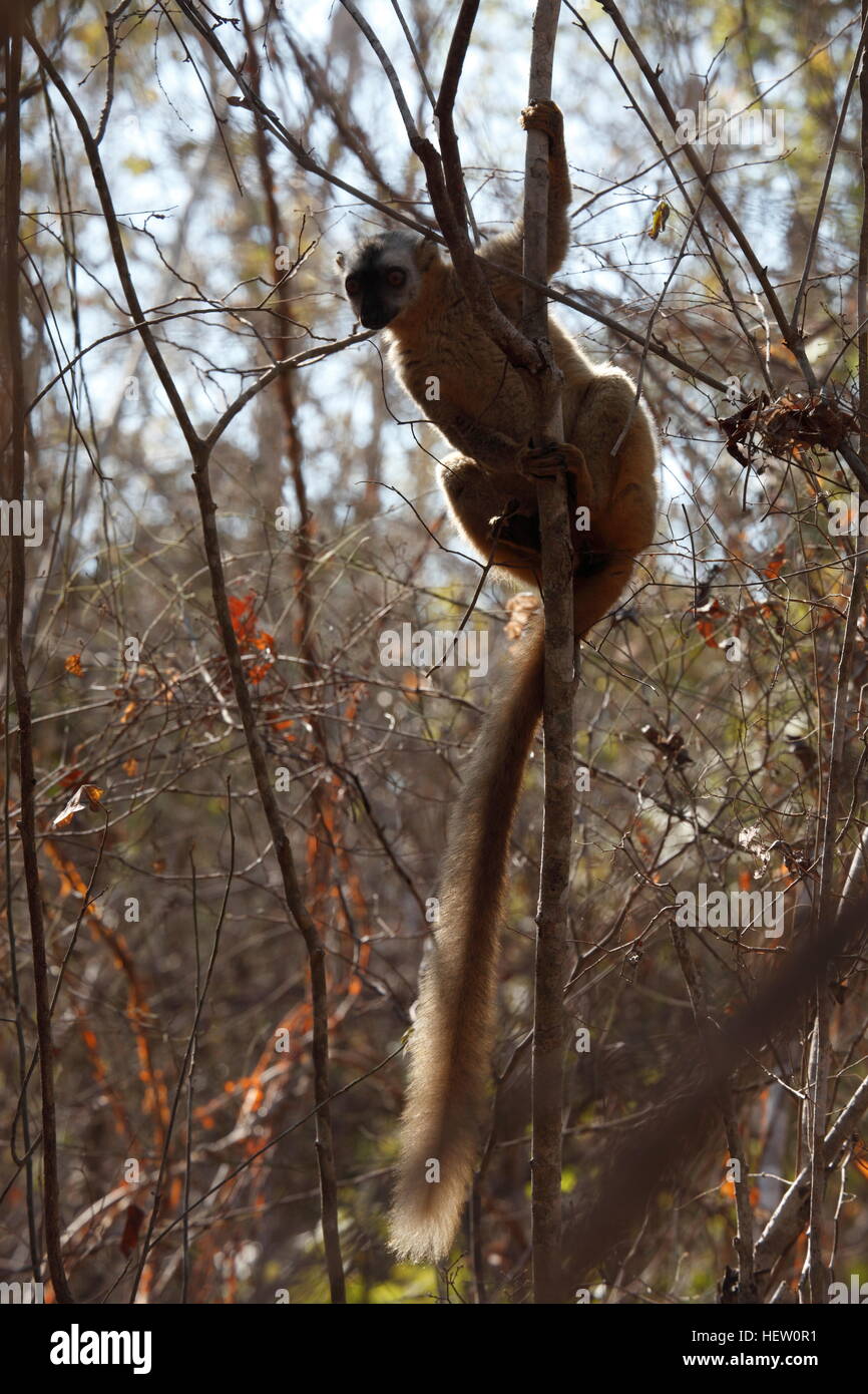 Red-throated Brown Lemur in a tree at Kirindy Reserve to the north of Morondava Stock Photo
