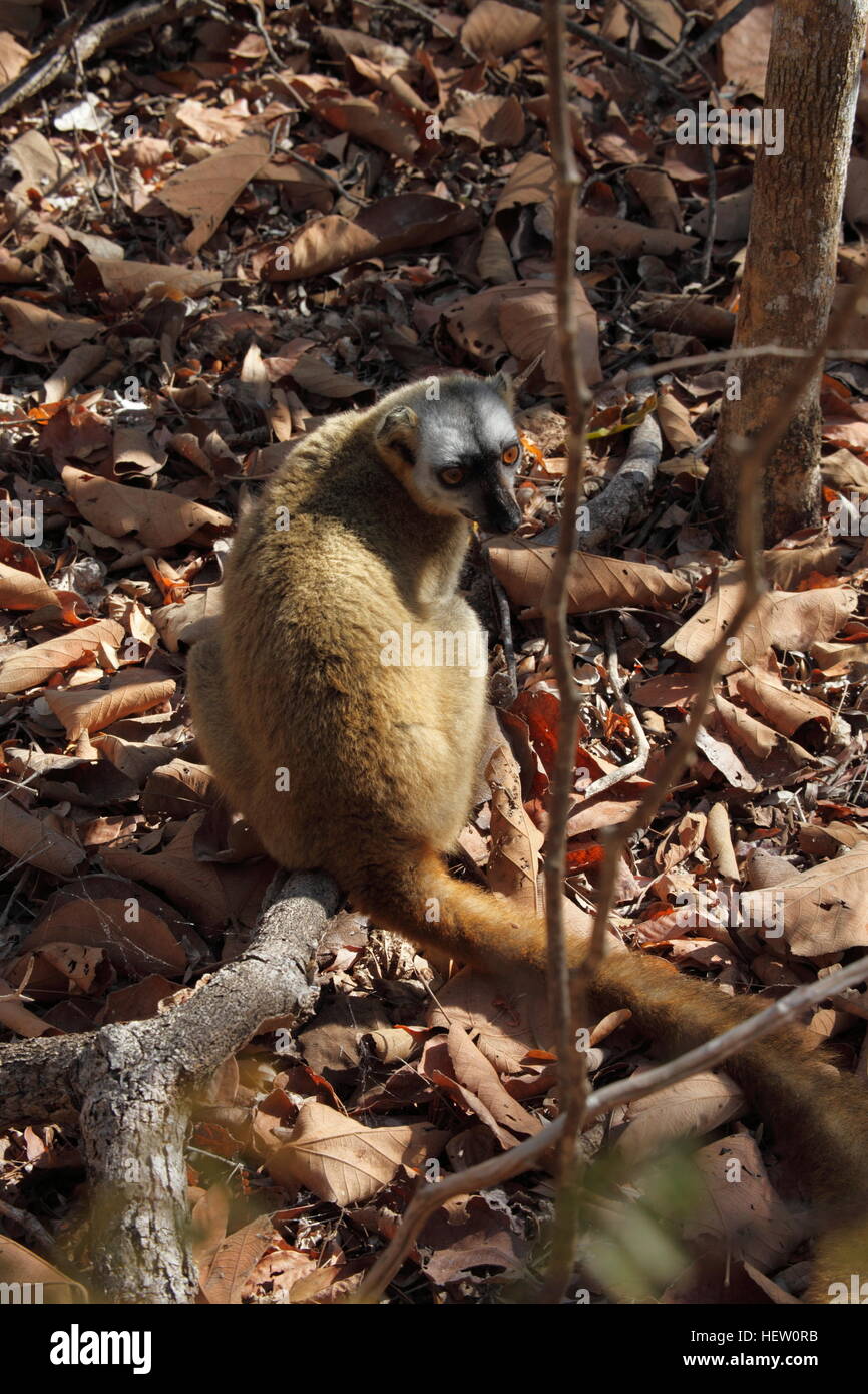 Red-throated Brown Lemur on the ground in Kirindy Reserve Stock Photo