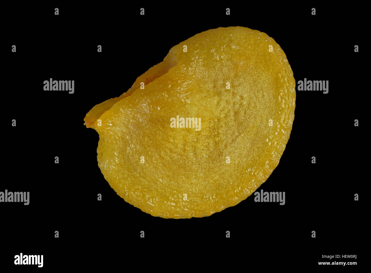 Capsicum annuum, Bell pepper, Paprika, seed, close up, seed size 45 mm