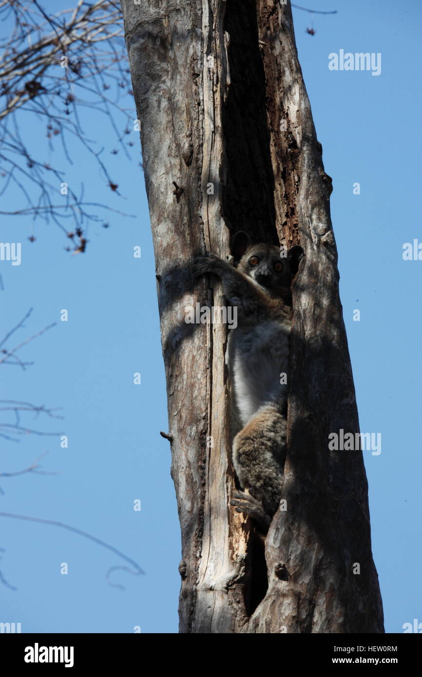 Nocturnal Western Sportive Lemur in tree-hole in Kirindy Reserve, north of Morondava Stock Photo
