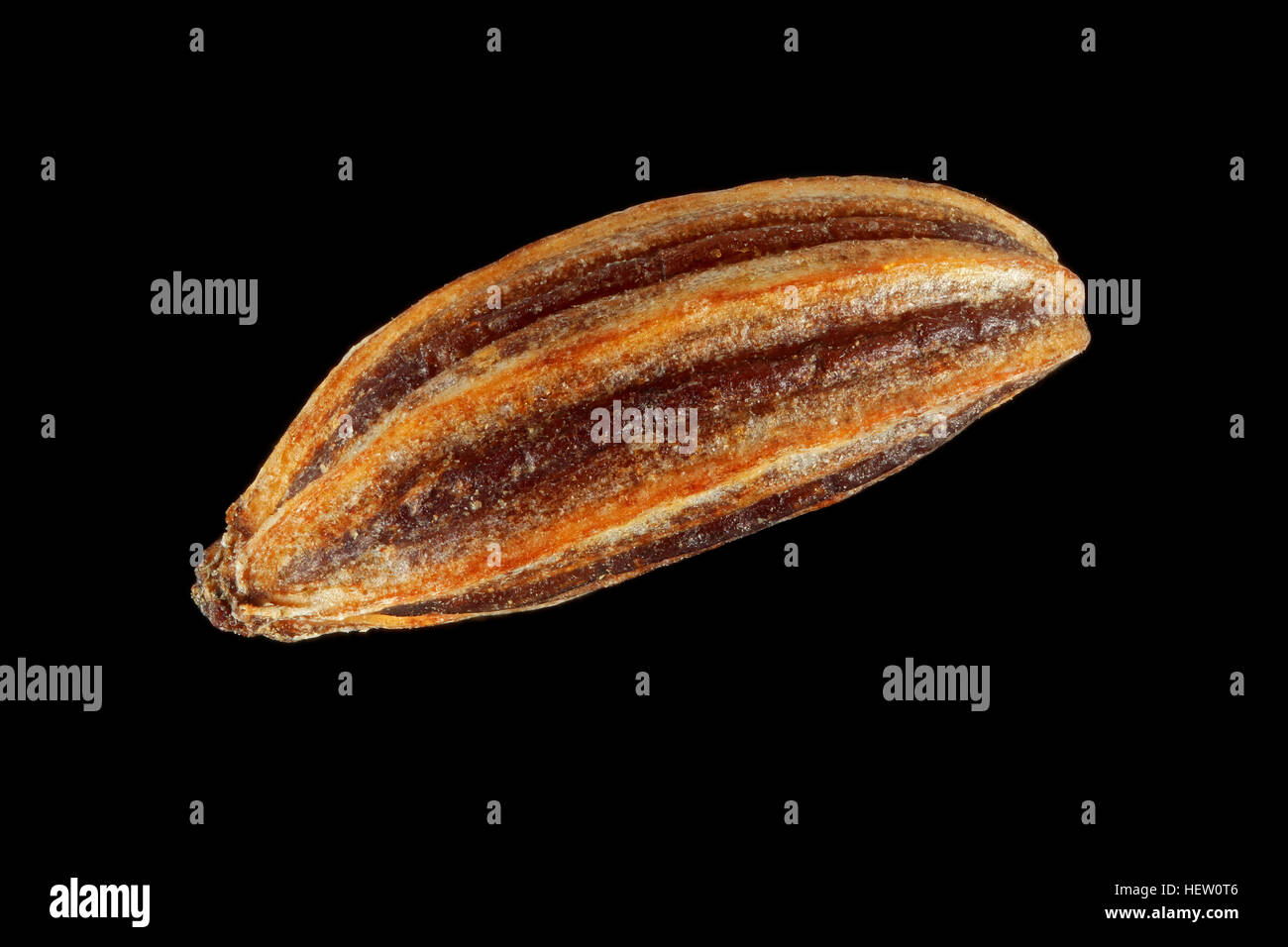 Carum carvi, Caraway, Kümmel, seed, close up, seed size 3-5 mm Stock Photo
