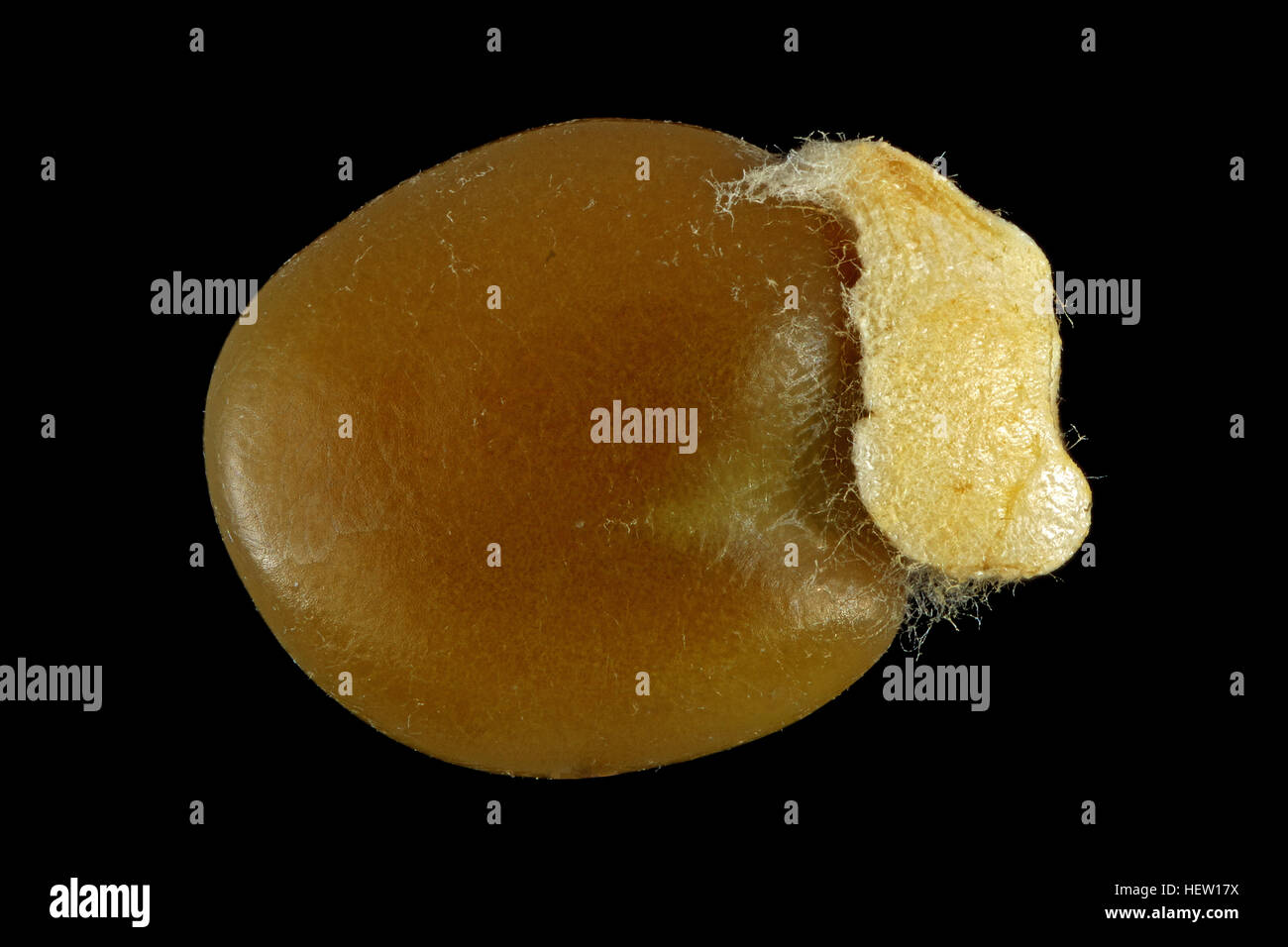 Cytisus scoparius, Common broom, Besenginster, seed, close up, seed size 2-3 mm Stock Photo