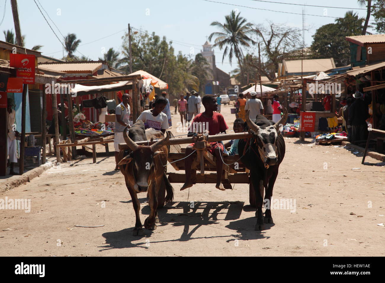 Zebu cattle cart in Belo-sur-Tsiribihina town Stock Photo