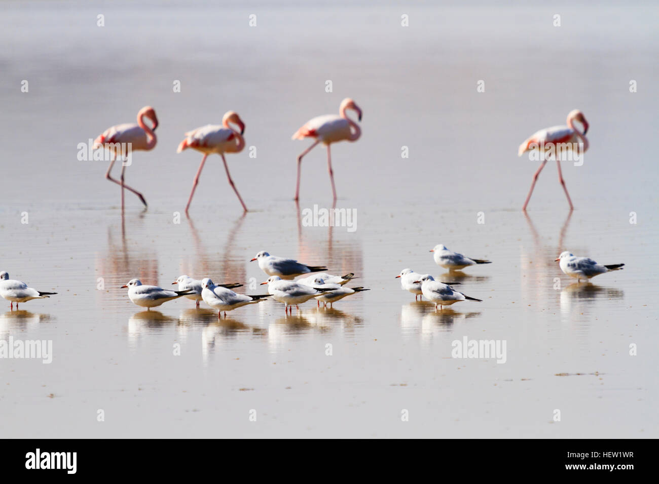 Annual flamingo migration to Larnaca Salt Lake, Cyprus.With Black headed gulls Stock Photo