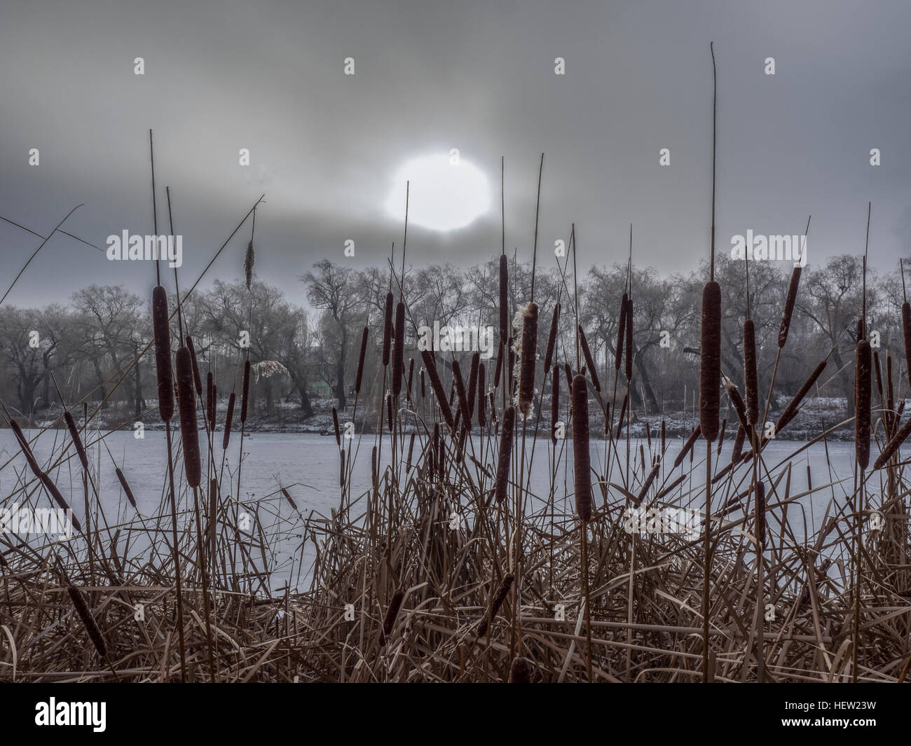 Dry coastal reed cowered with snow Stock Photo