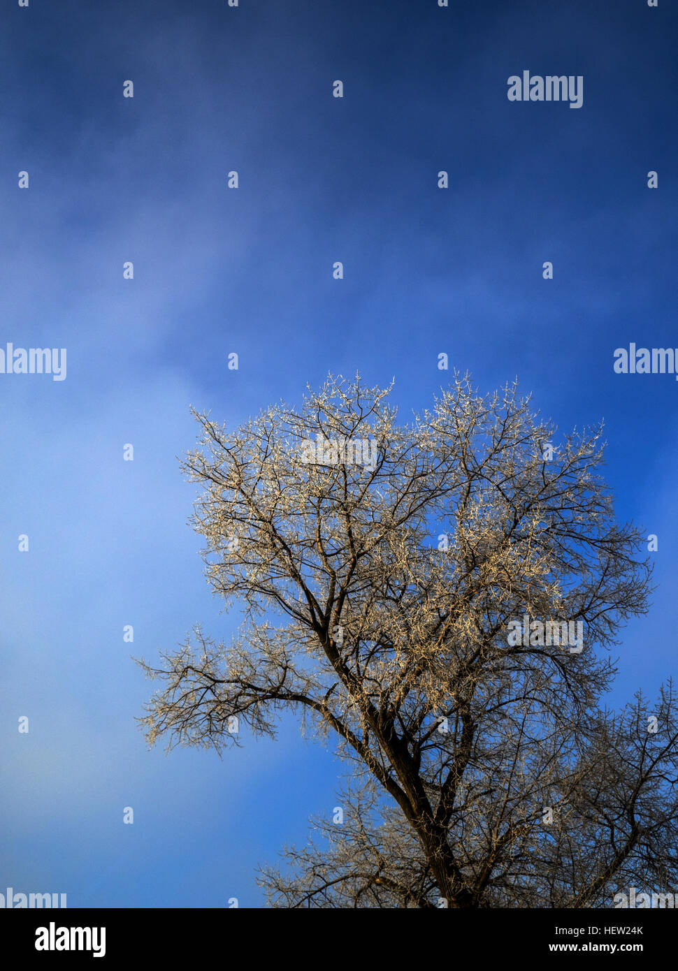 frozen top tree in snow against blue sky Stock Photo