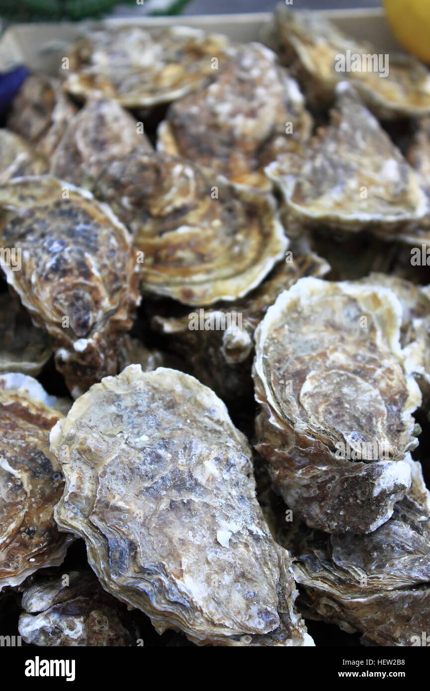 Bunch of Oysters for sale in a fish market Stock Photo