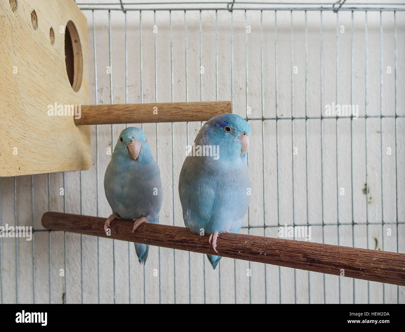 Couple Blue Forpus in the cage Stock Photo