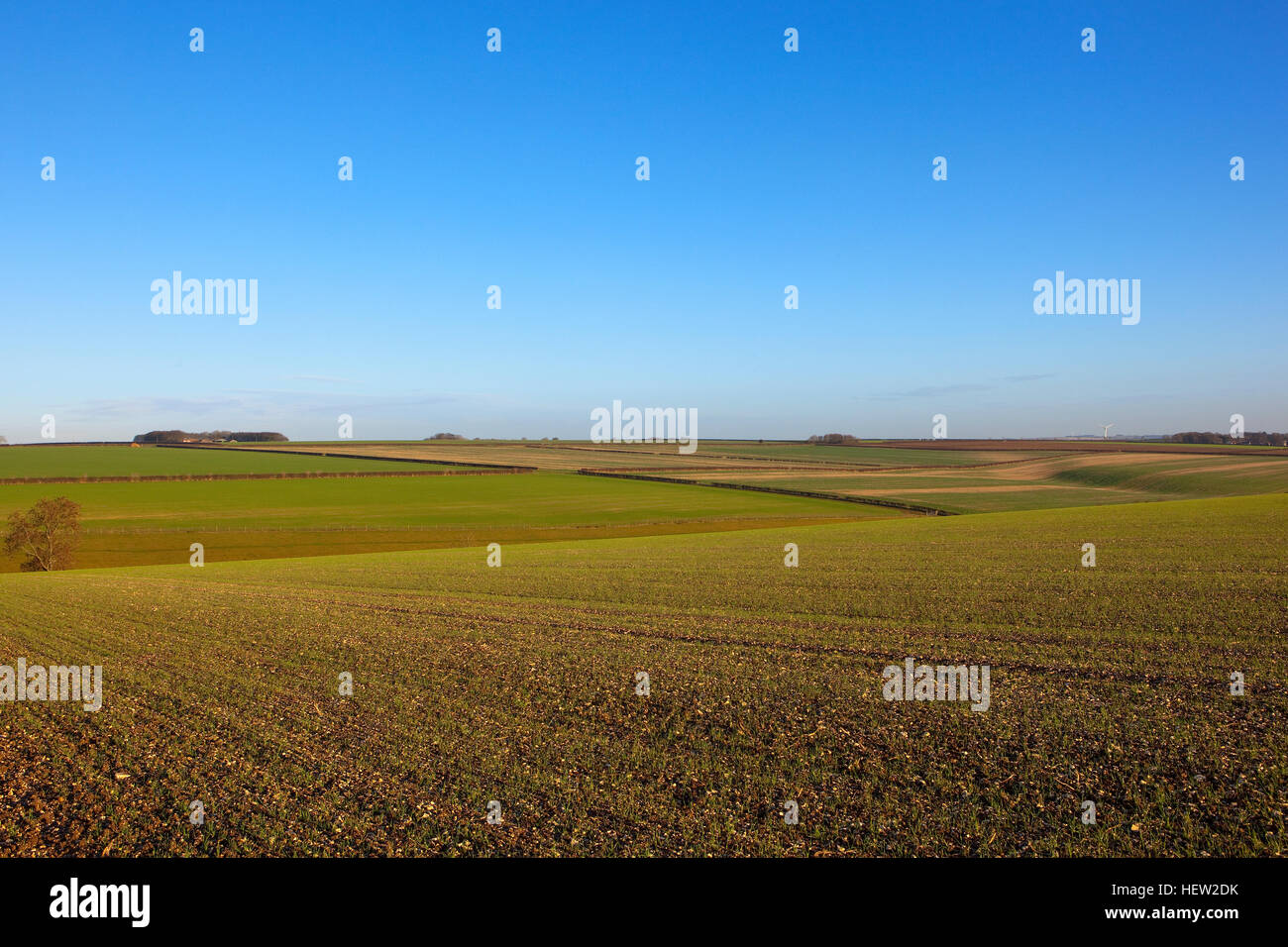 Germinating wheat seedlings hires stock photography and images Alamy
