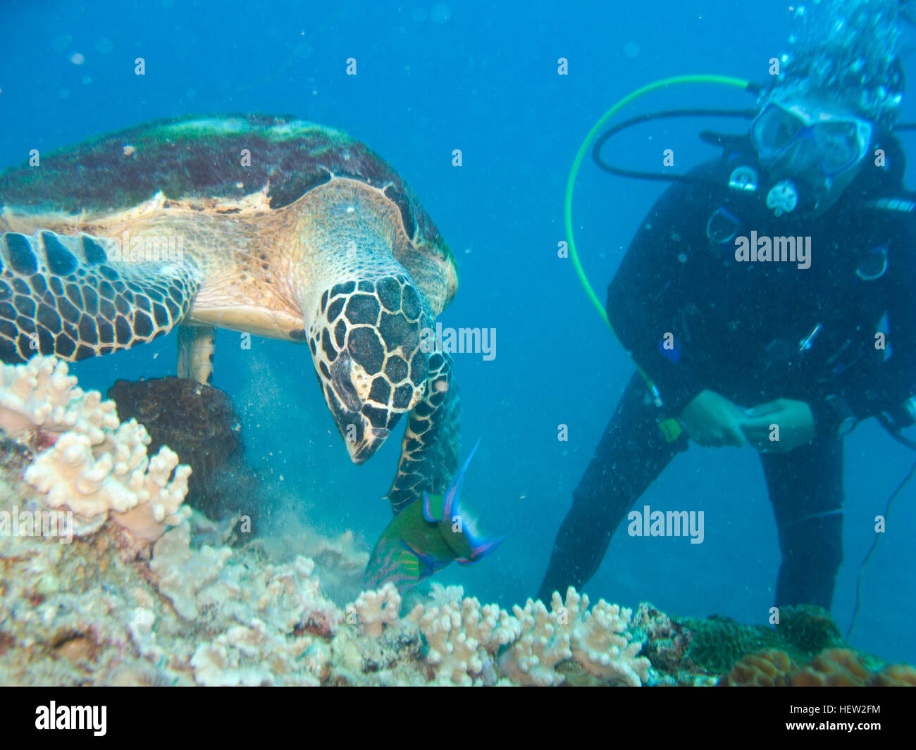 Turtle Foraging A diver watching green turtle foraging on a reef in Koh Tao.soft Stock ...