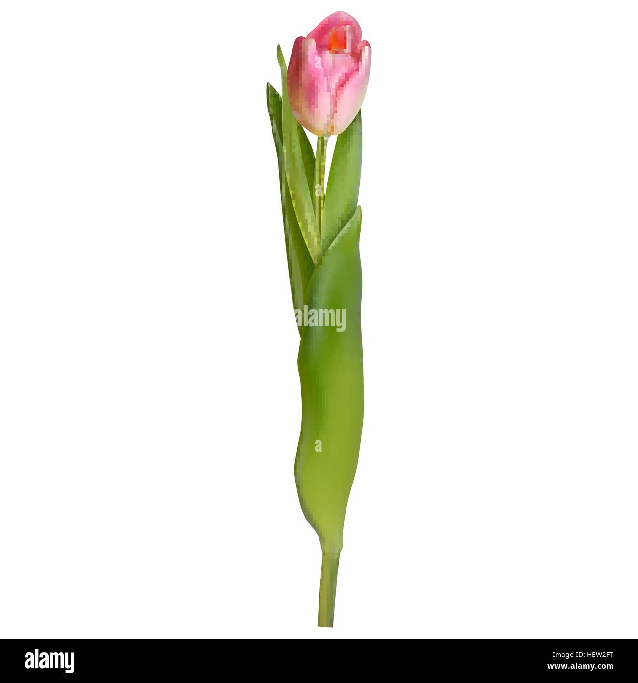 Pink tulip isolated on white. EPS 10 Stock Vector Image & Art - Alamy