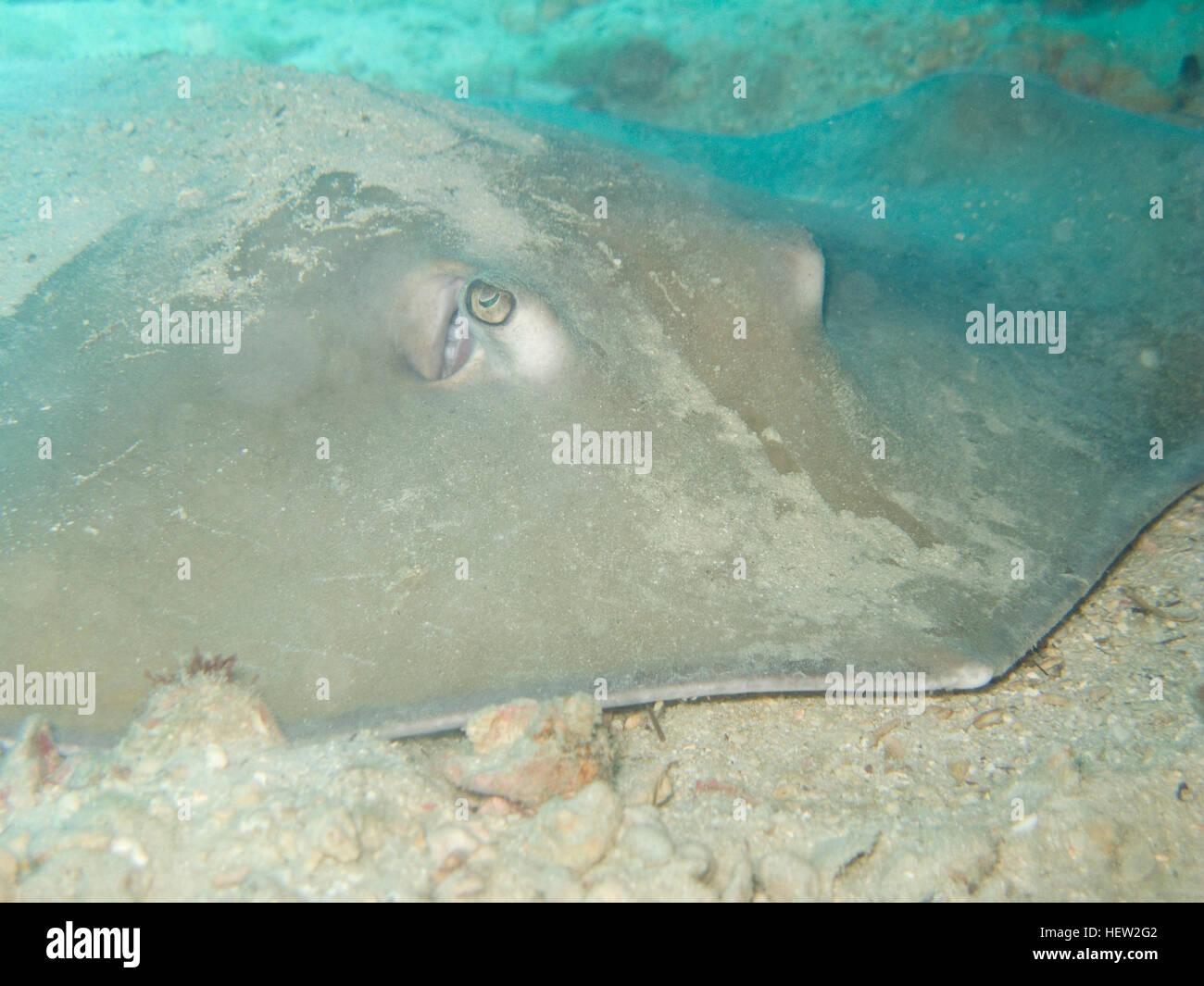 Marble stingray, Diving in Koh Tao. Stock Photo
