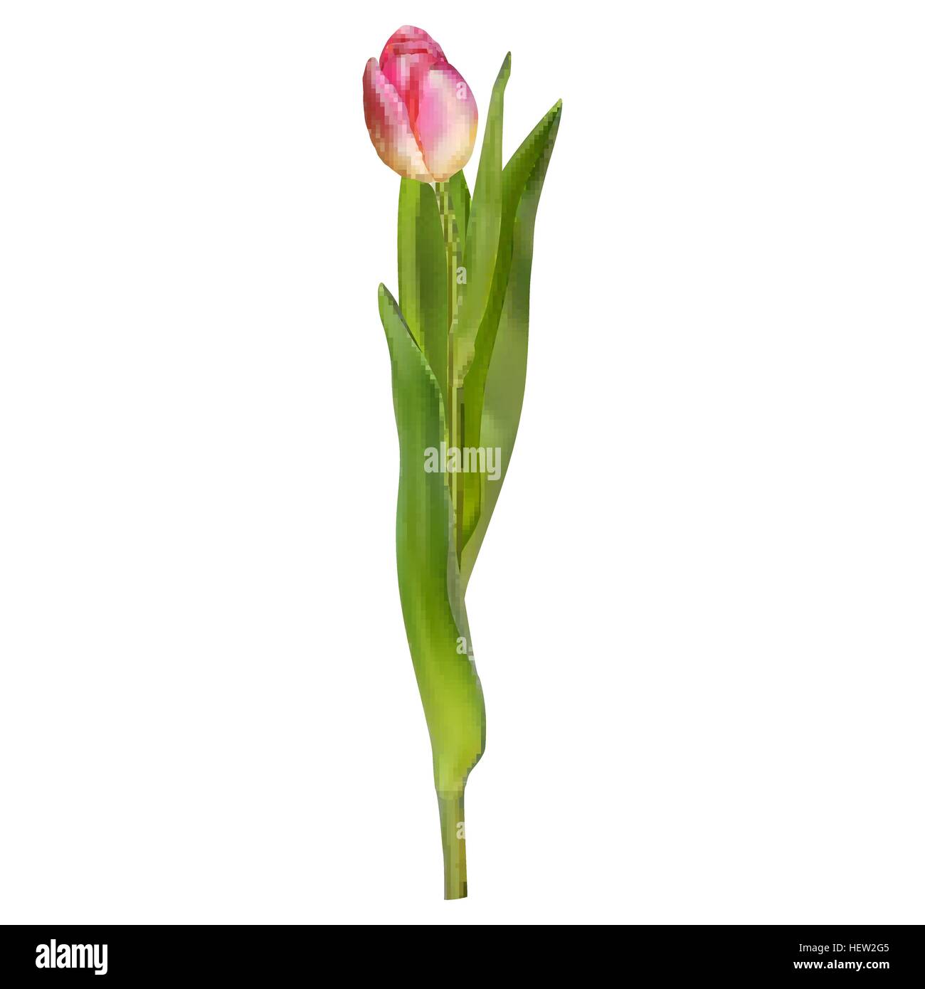Tulip isolated on white background. EPS 10 Stock Vector Image & Art - Alamy