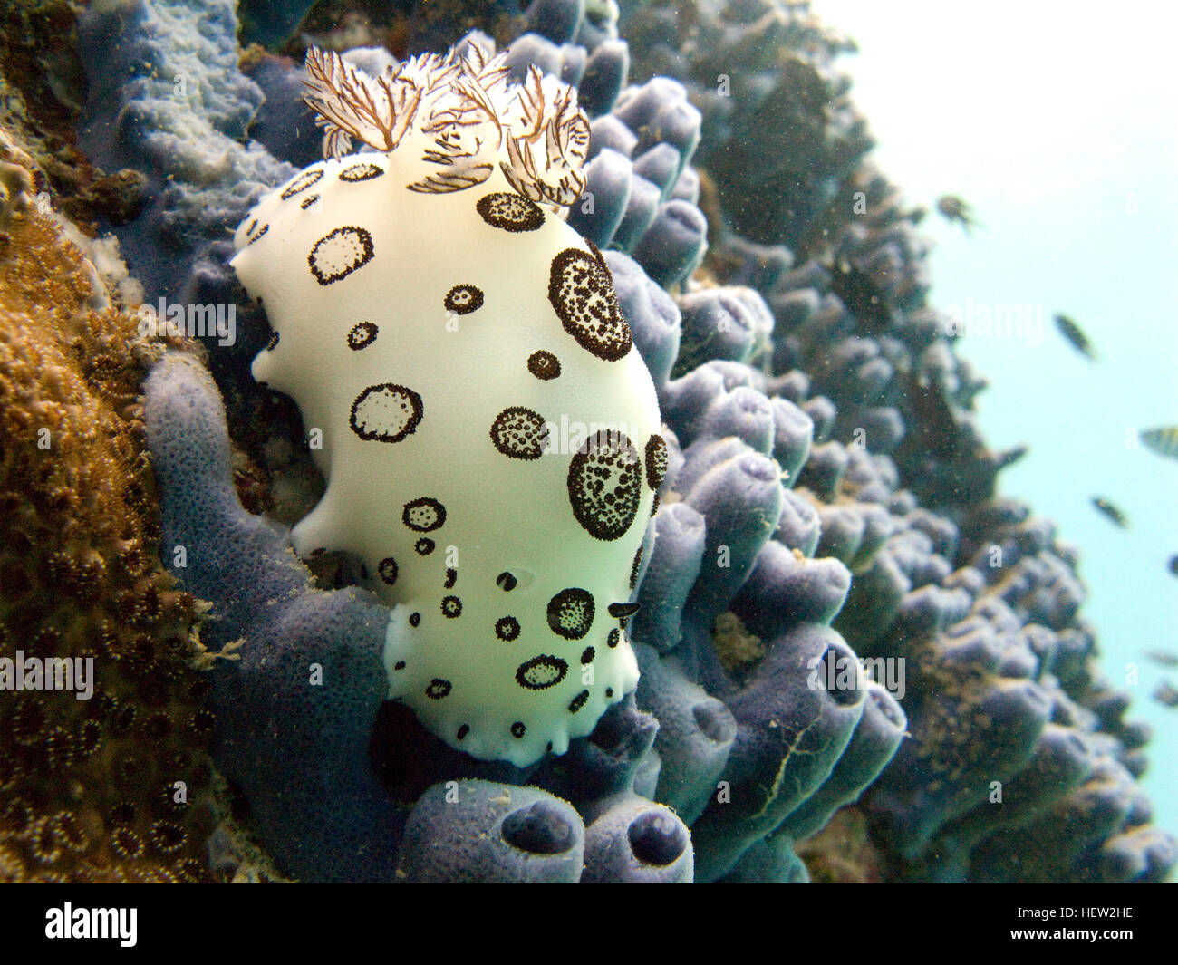 White rabbit nudibranch, Diving in Koh Tao Stock Photo Alamy