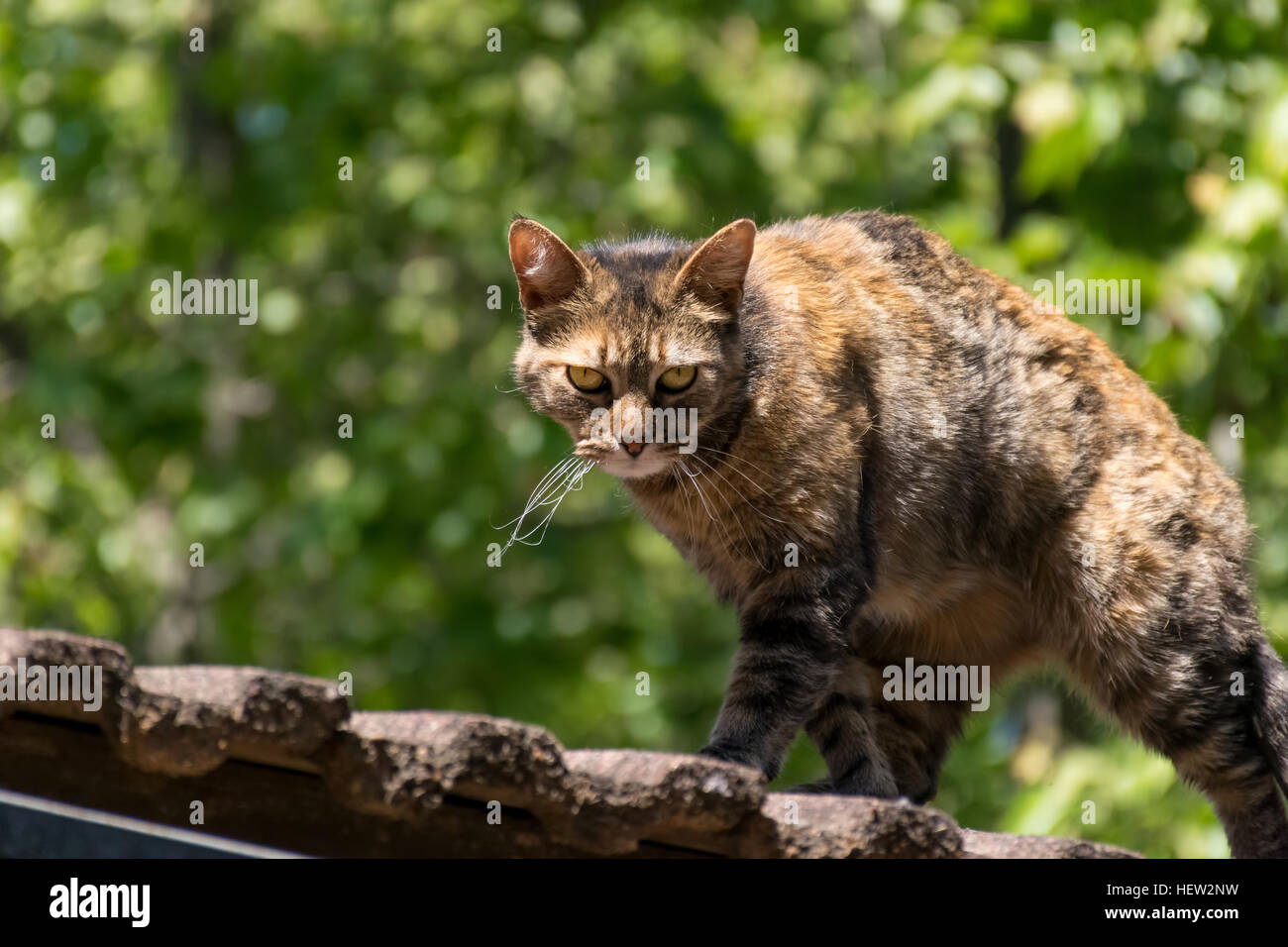 Brown shaded domestic cat waling on the roof of a house Stock Photo