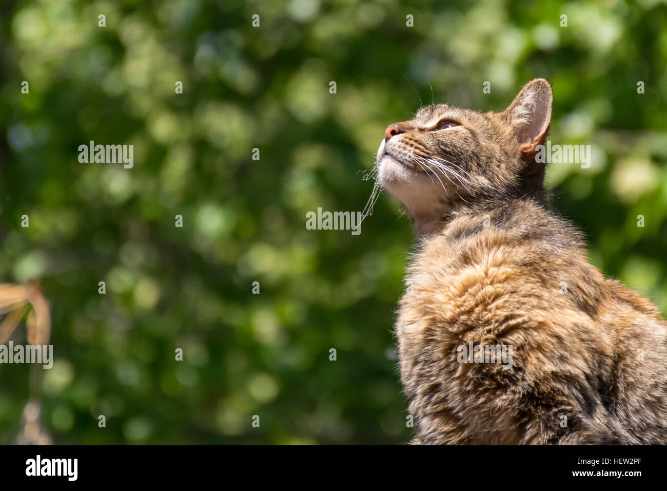 Brown shaded domestic cat looking at the sky Stock Photo