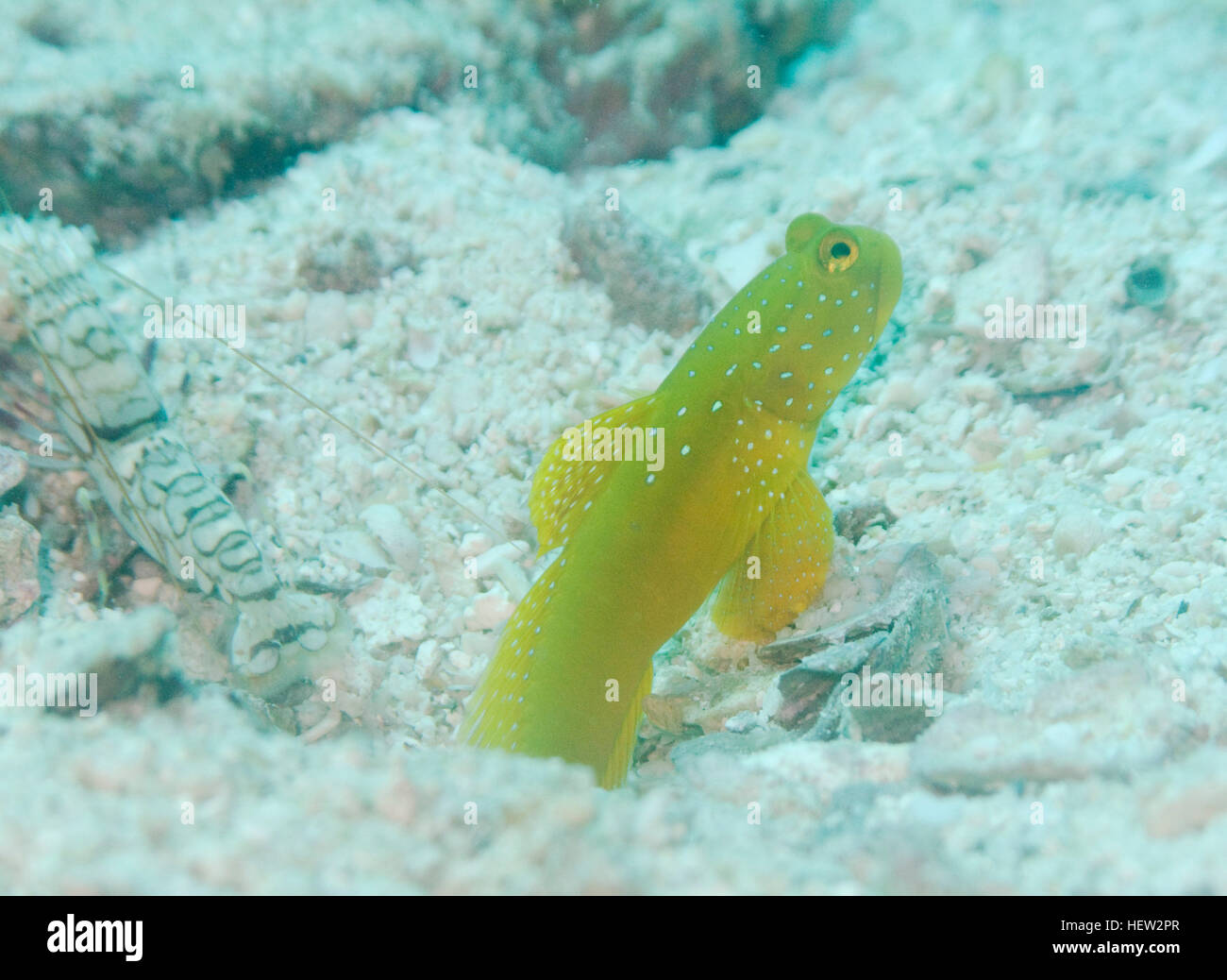 Goby fish, Diving in Koh Tao. Stock Photo