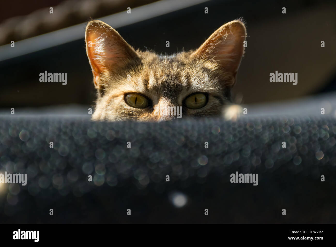 Brown shaded domestic cat peeping behind a net Stock Photo