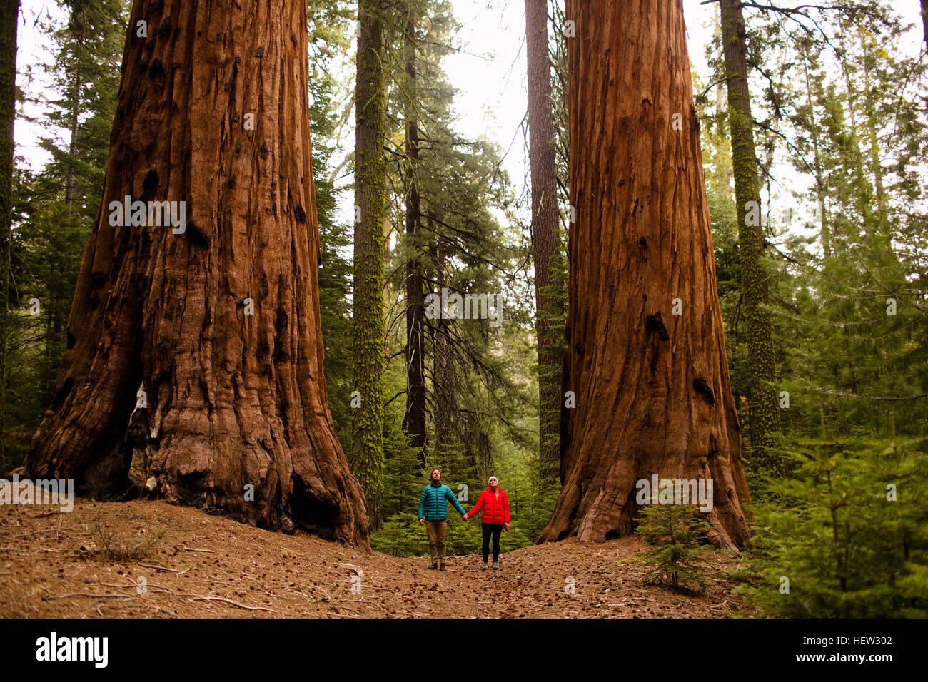 Couple walking in forest, Sequoia National Park, California, USA Stock Photo