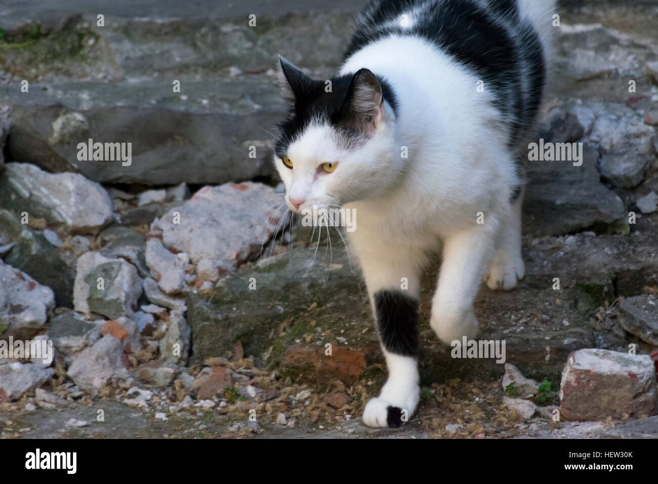 White and black domestic cat walking in the backyard Stock Photo