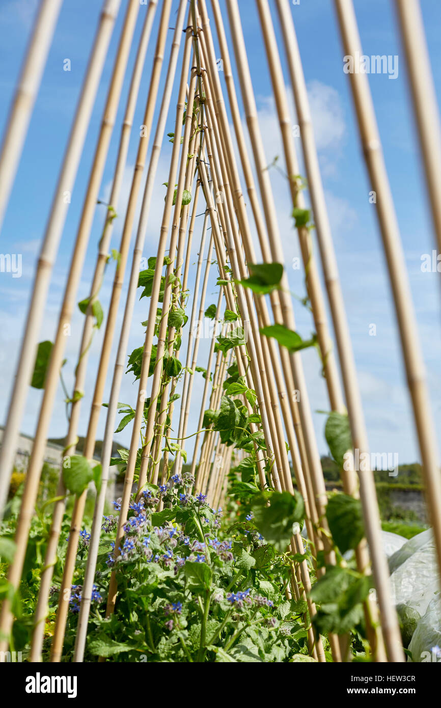 Plants growing up garden canes, Cork, Ireland Stock Photo