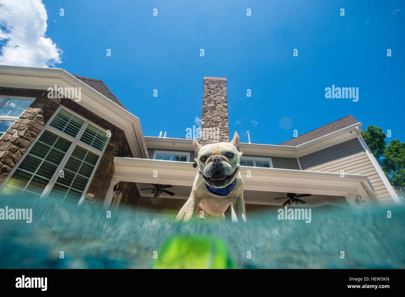 Dog house pool hi res stock photography and images Alamy