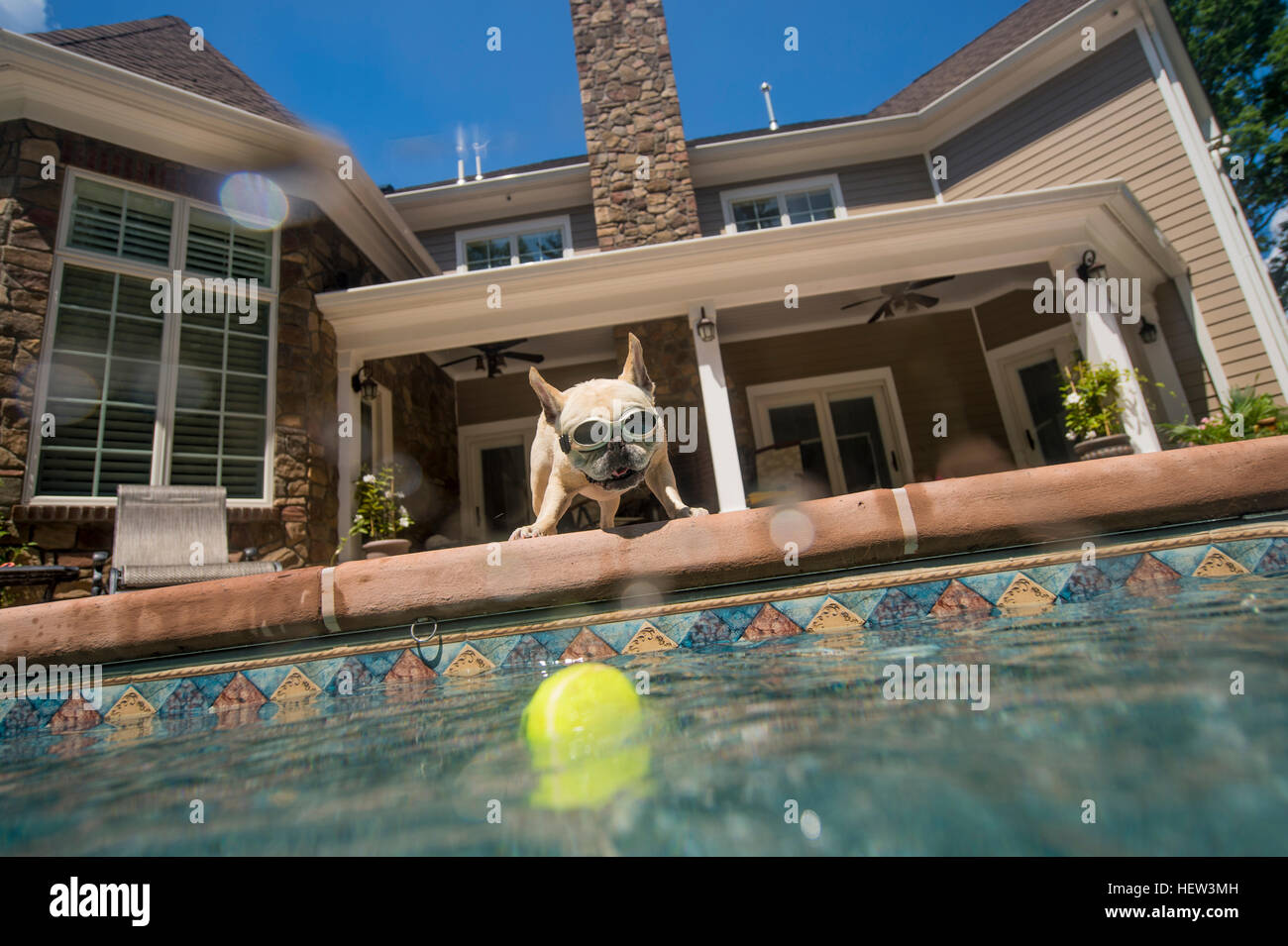 Dog wearing goggles looking into pool, house in background, Berkeley Heights, New Jersey, USA Stock Photo