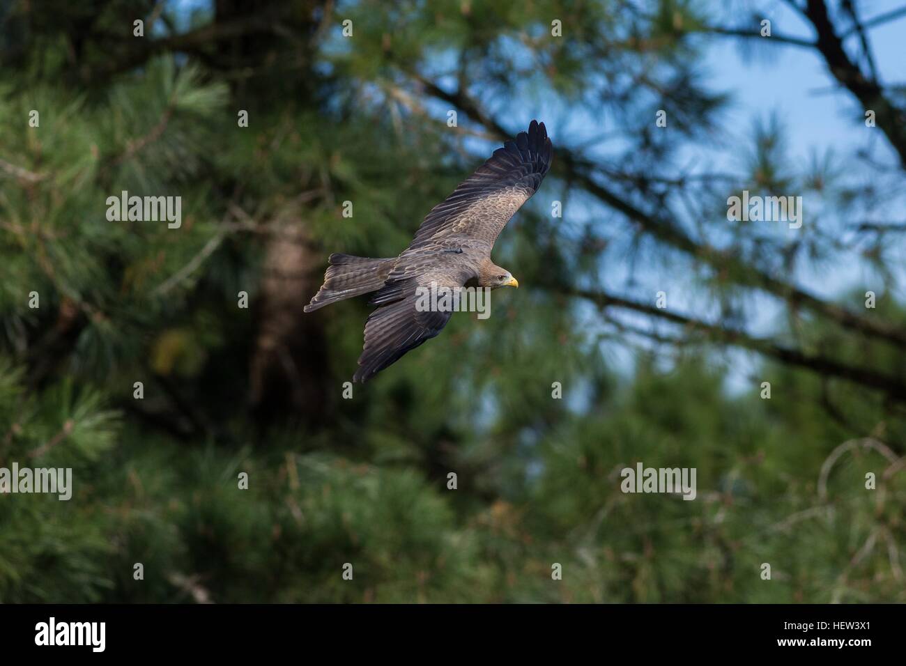 Yellow-billed kite flying in at the Center for Birds of Prey November 15, 2015 in Awendaw, SC. Stock Photo