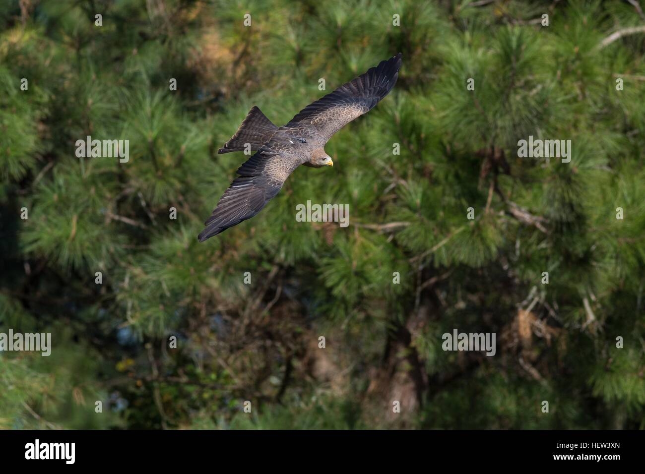 Yellow-billed kite flying in at the Center for Birds of Prey November 15, 2015 in Awendaw, SC. Stock Photo