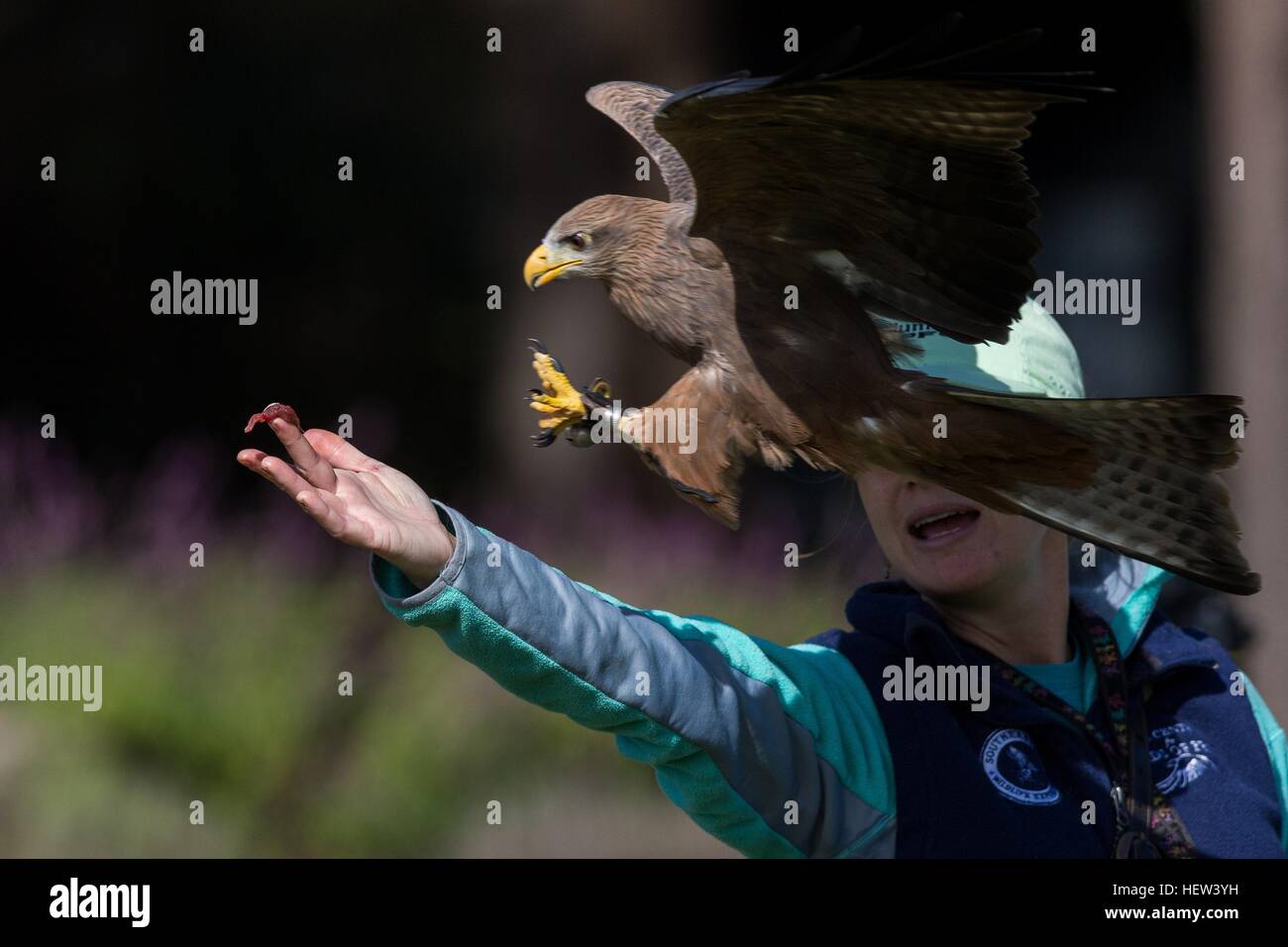 Yellow-billed kite grabs food from a trainer at the Center for Birds of Prey November 15, 2015 in Awendaw, SC. Stock Photo