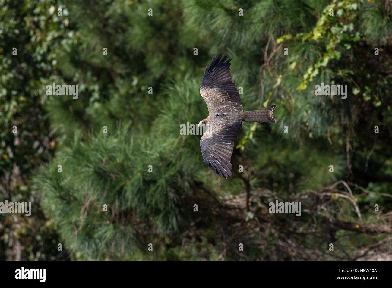 Yellow-billed kite flying in at the Center for Birds of Prey November 15, 2015 in Awendaw, SC. Stock Photo