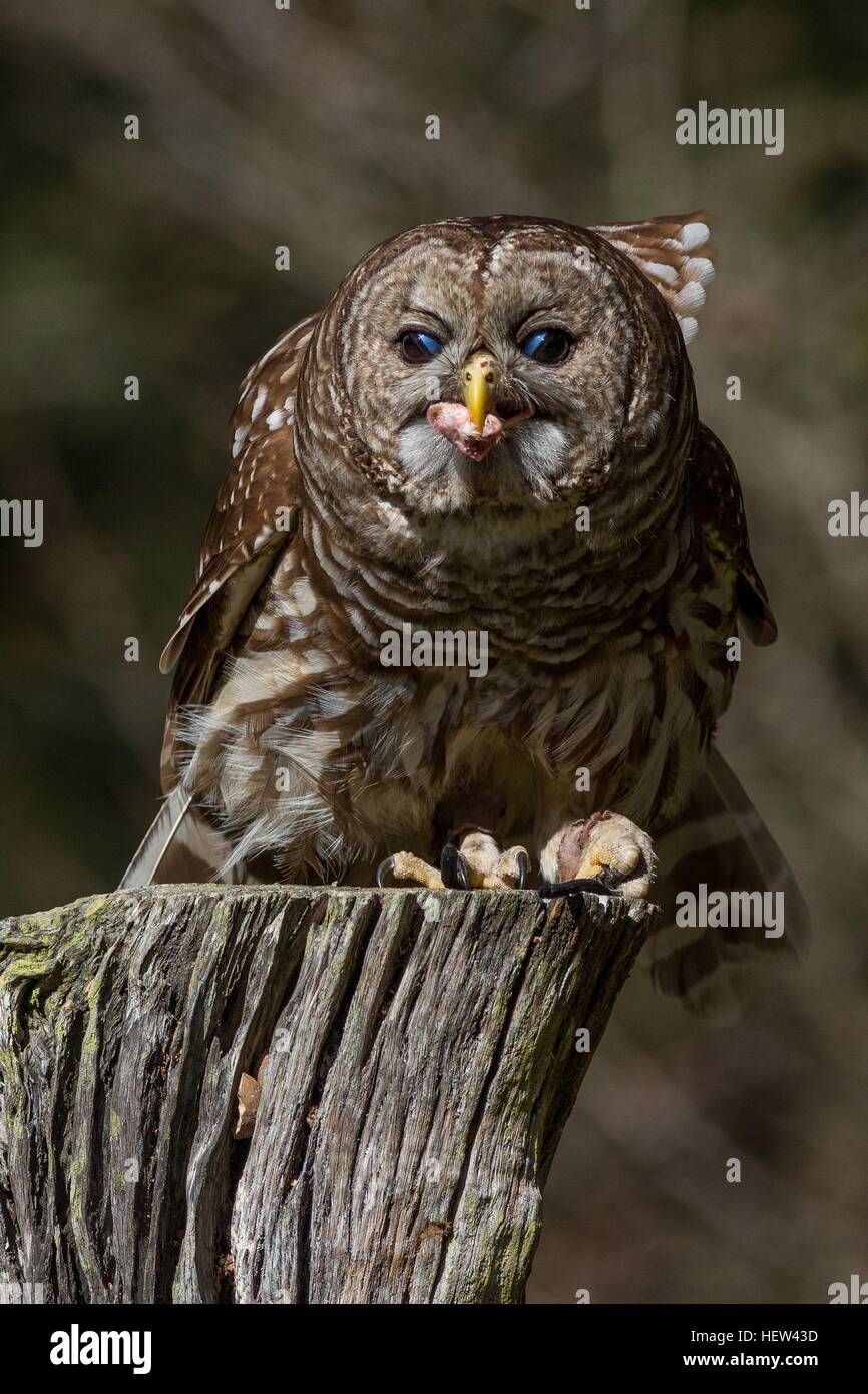 Barred owl eating prey at the Center for Birds of Prey November 15