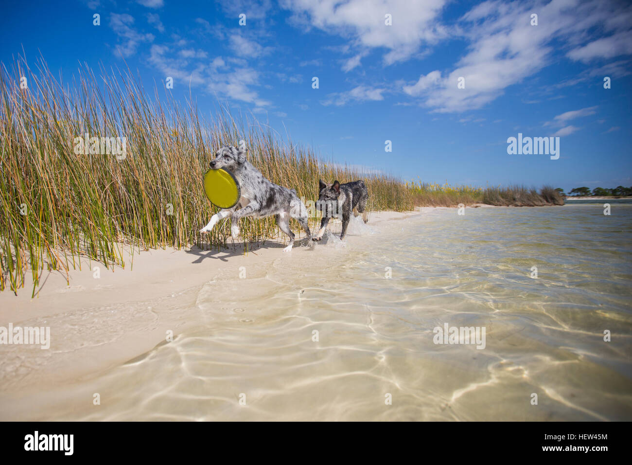 Australian Shepherd and German Shepherd chasing each other on a beach, Fort Walton Beach, Florida, USA Stock Photo