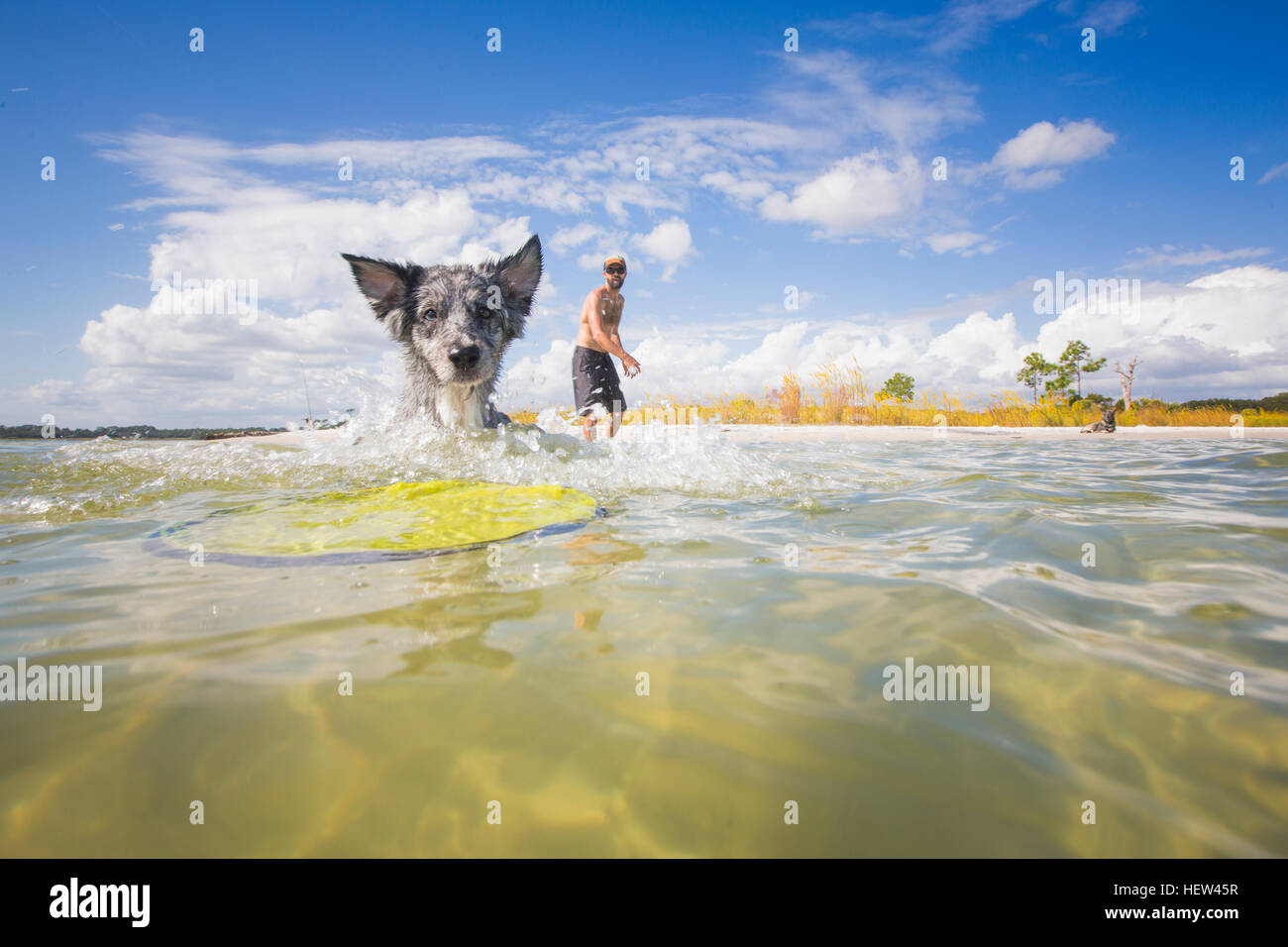 Australian Shepherd fetching flying disc from sea, Fort Walton Beach, Florida, USA Stock Photo