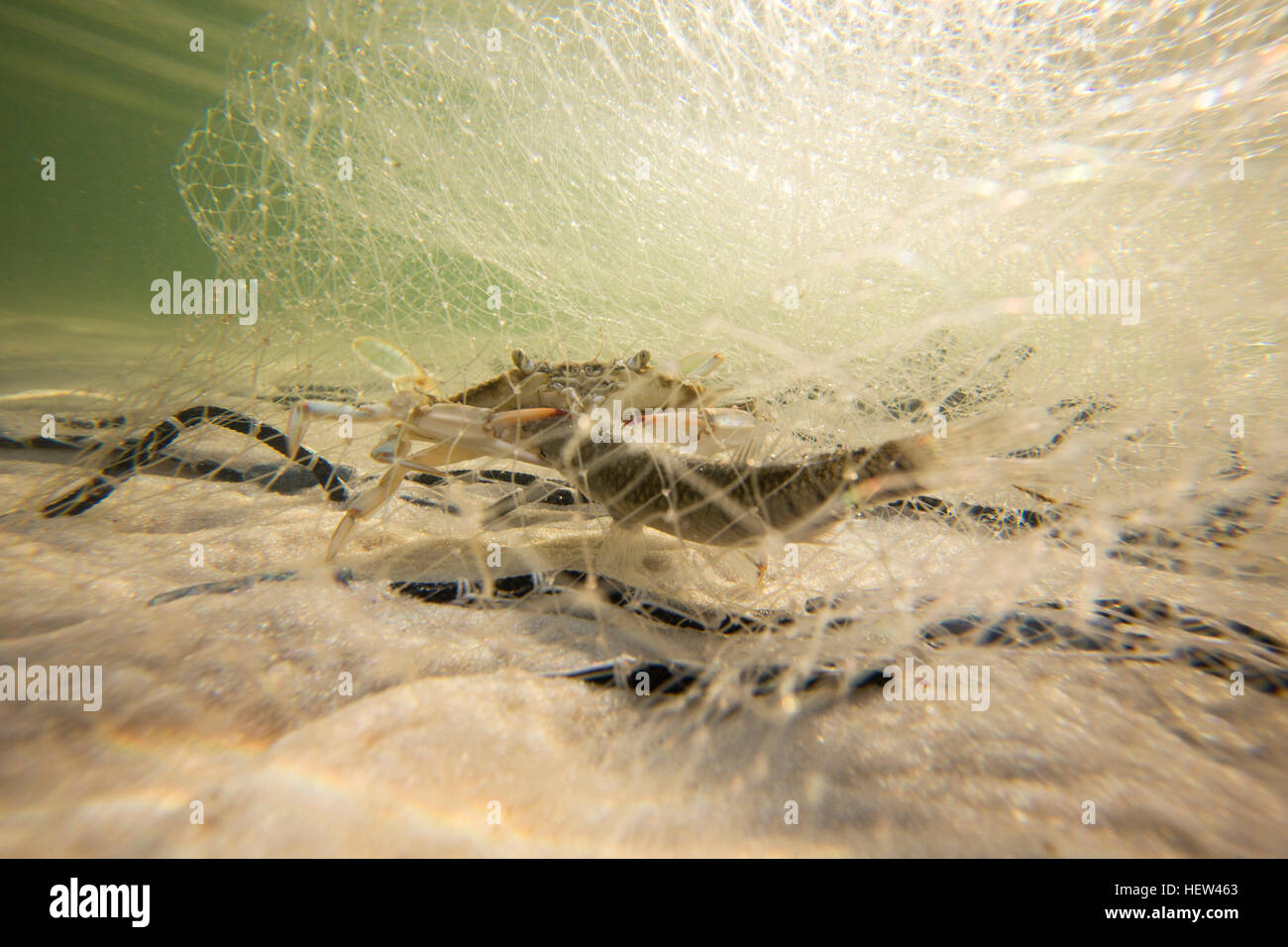Crab caught in net with bait fish, Fort Walton Beach, Florida, USA Stock Photo
