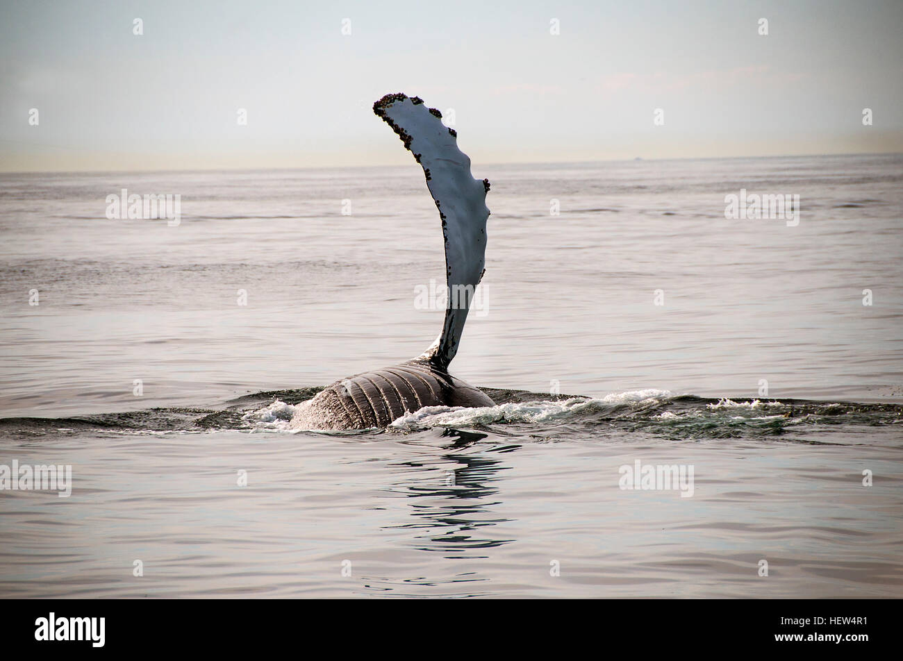 Humpback whale flipper on water surface, Provincetown, Massachusetts, USA Stock Photo