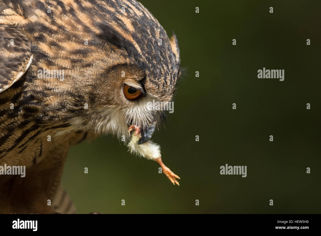 Do Eagles Eat Owls