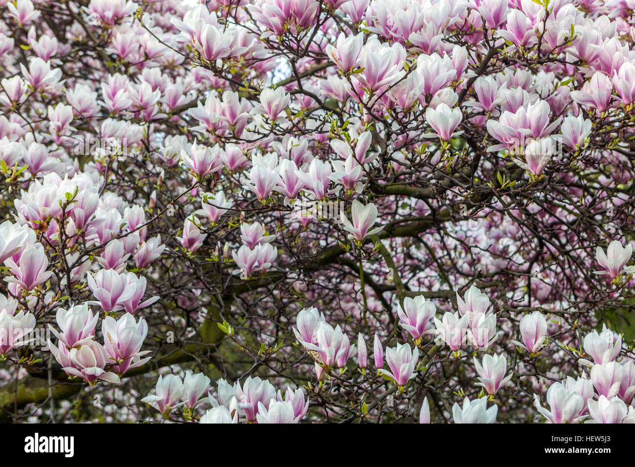 Magnolia flowers in park hi-res stock photography and images - Alamy