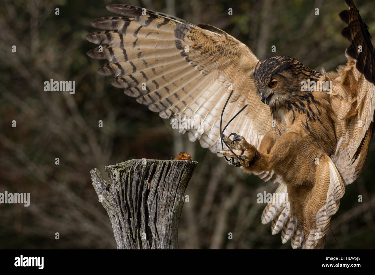 Owl Attack Stock Photos & Owl Attack Stock Images Alamy