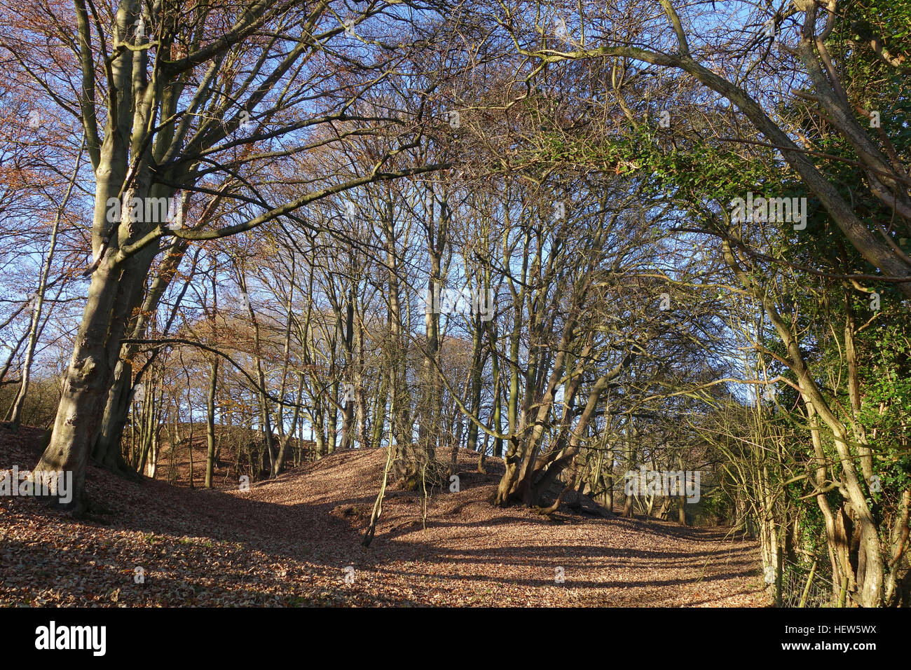 Broad leaved woodland in late autumn winter Shropshire England Britain Uk Stock Photo