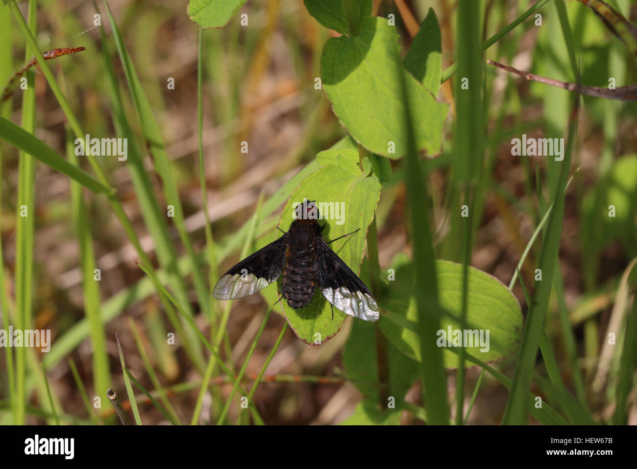 The bee-fly species (Hemipenthes morio). Photographed in Bräkne-Hoby, Sweden. Stock Photo
