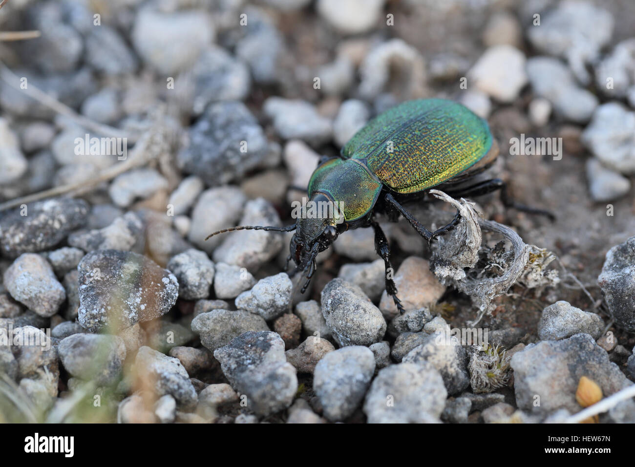 The very rare ground beetle species Callisthenes reticulatum (female) on Stora Alvaret on Öland in Sweden. Stock Photo