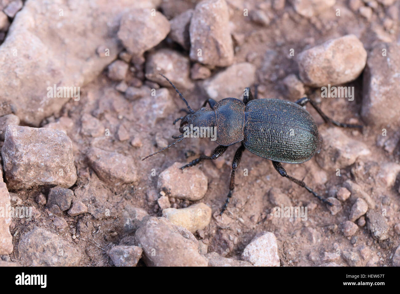The very rare ground beetle species Callisthenes reticulatum (male) on Stora Alvaret on Öland in Sweden. Stock Photo